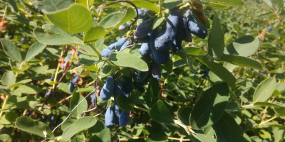 Venderé frutas de bayas de Kamchatka. Wojtek + Zojka