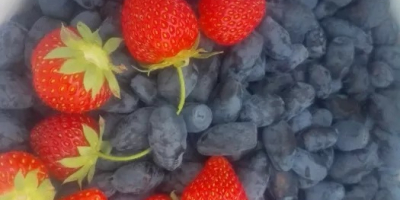 Ofrezco fruta de mora en venta. La recolección comenzará