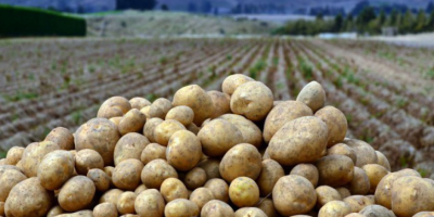 Patatas Cebolla Uzbekistán Origen Kale Somos productos de alta