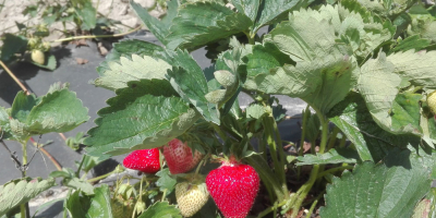 Venderé fresas frescas, cultivadas de forma ecológica, es decir.