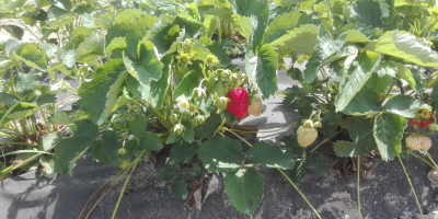 Venderé fresas frescas, cultivadas de forma ecológica, es decir.