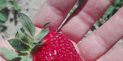 Venderé fresas frescas, cultivadas de forma ecológica, es decir.