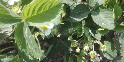 Venderé fresas frescas, cultivadas de forma ecológica, es decir.