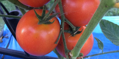 Les deseo a todos un día exitoso. Tomates frescos