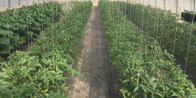 Les deseo a todos un día exitoso. Tomates frescos