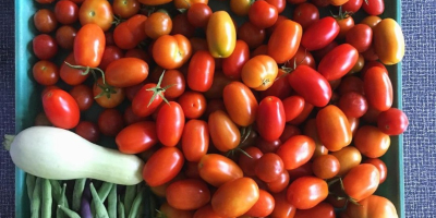 Les deseo a todos un día exitoso. Tomates frescos