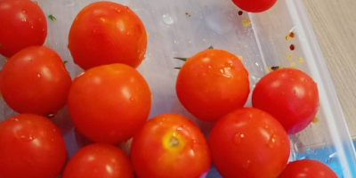 Les deseo a todos un día exitoso. Tomates frescos