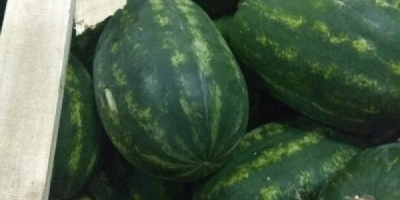 Venderé cajas de sandía, adecuadas para col búlgara, coliflor,