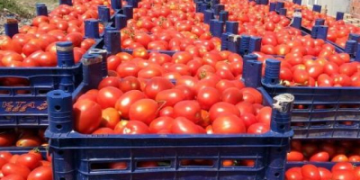 Somos los principales productores de todo tipo de verduras