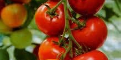 Somos los principales productores de todo tipo de verduras