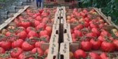 Somos los principales productores de todo tipo de verduras