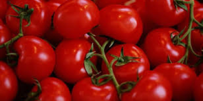Somos los principales productores de todo tipo de verduras