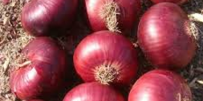 Somos los principales productores de todo tipo de verduras