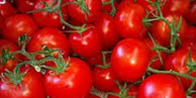 Somos los principales productores de todo tipo de verduras