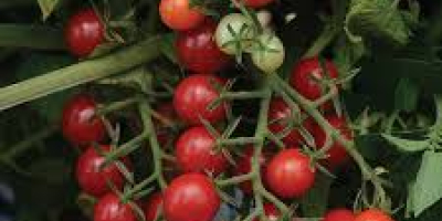 Somos los principales productores de todo tipo de verduras