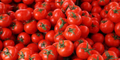 Somos los principales productores de todo tipo de verduras