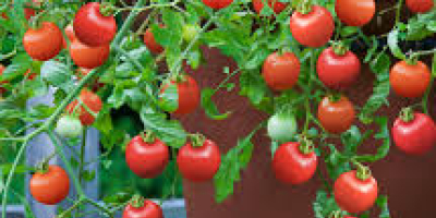 Somos los principales productores de todo tipo de verduras