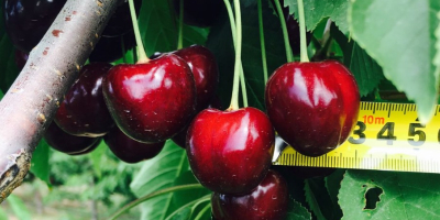 Nuestra empresa ofrece entrega de las mejores cerezas dulces