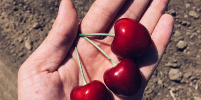 Nuestra empresa ofrece entrega de las mejores cerezas dulces