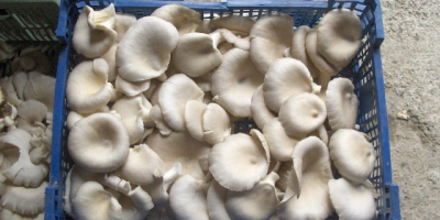 Durante todo el año, el cultivo de hongos ostra