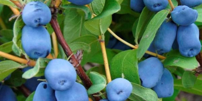 Venderé Kamchatka azul - variedad Wojtuś. Las frutas todavía