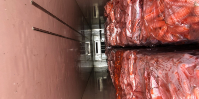 Zanahorias viejas del almacén frigorífico lavadas, empacadas y listas