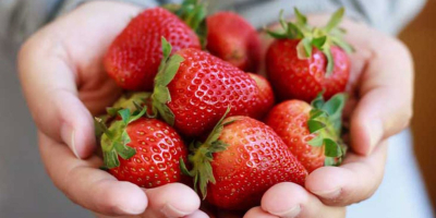 Venderé el paquete de fresas frescas y congeladas en