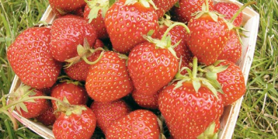 Venderé el paquete de fresas frescas y congeladas en