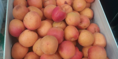 Venderé albaricoques, importados de España, frescos, bonitos.