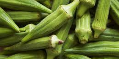 todas las variedades de okra disponibles Bebé Bubba Híbrido