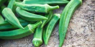 todas las variedades de okra disponibles Bebé Bubba Híbrido