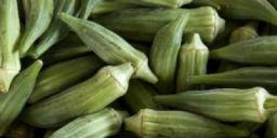 todas las variedades de okra disponibles Bebé Bubba Híbrido