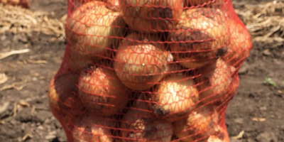 Tamaño de cebolla joven 5-10, importación Ucrania, cantidades de