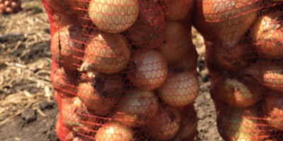 Tamaño de cebolla joven 5-10, importación Ucrania, cantidades de