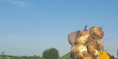Producción de cebollas secas 2019 Cantidad disponible 15T a