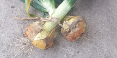 Producción de cebollas secas 2019 Cantidad disponible 15T a