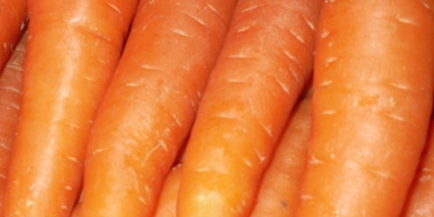 Zanahoria fresca para la venta. tamaño: S, M, L,