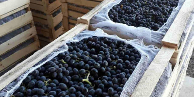 Venta de uvas. Uzbekistán es el país productor. Muy