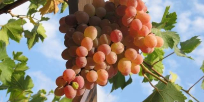 Venta de uvas. Uzbekistán es el país productor. Muy