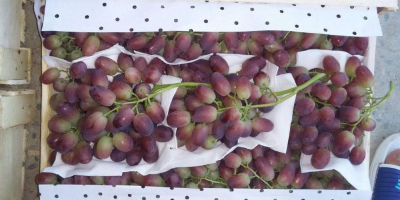 Venta de uvas. Uzbekistán es el país productor. Muy