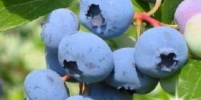 Tengo que vender las frutas de arándanos de la