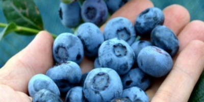 Tengo que vender las frutas de arándanos de la
