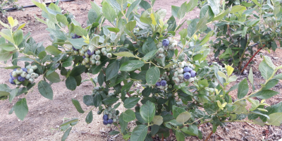 Hola, tengo a la venta arándanos, variedad azul. Estoy