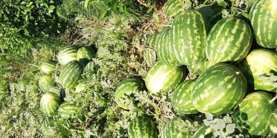 Prodavam Sandías al por mayor Origen de las mercancías