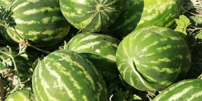 Prodavam Sandías al por mayor Origen de las mercancías