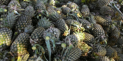 Tamaño 300 gramos de calidad dulce amarilla garantizada Piña