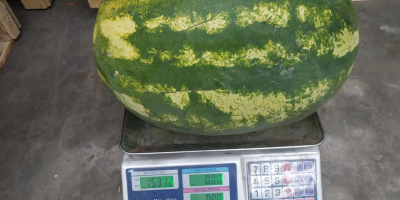 Sandía fresca, bonita y jugosa, 12+ kg, recogida en