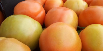 Nos complace ofrecerle tomates frescos (cereza, ciruela, cereza) envasados