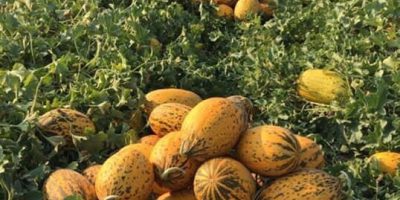 Venta de melones al por mayor Precio 1.65 €