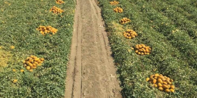 Venta de melones al por mayor Precio 1.65 €